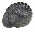 Wide Enrolled Pedinopariops (Phacops) Trilobite #56535-3